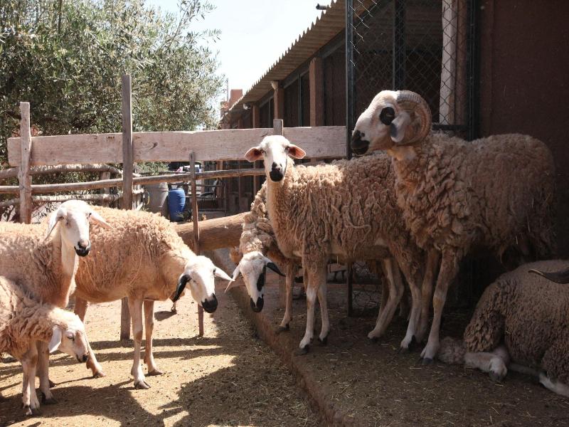 Ferme Sidi Safou image