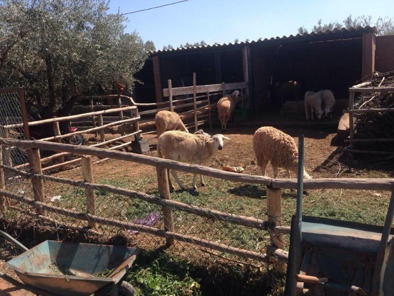 Ferme Sidi Safou image