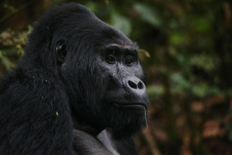 Gorilla Safari Lodge image