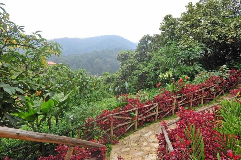 Gorilla Safari Lodge image