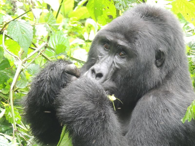 Gorilla Safari Lodge image