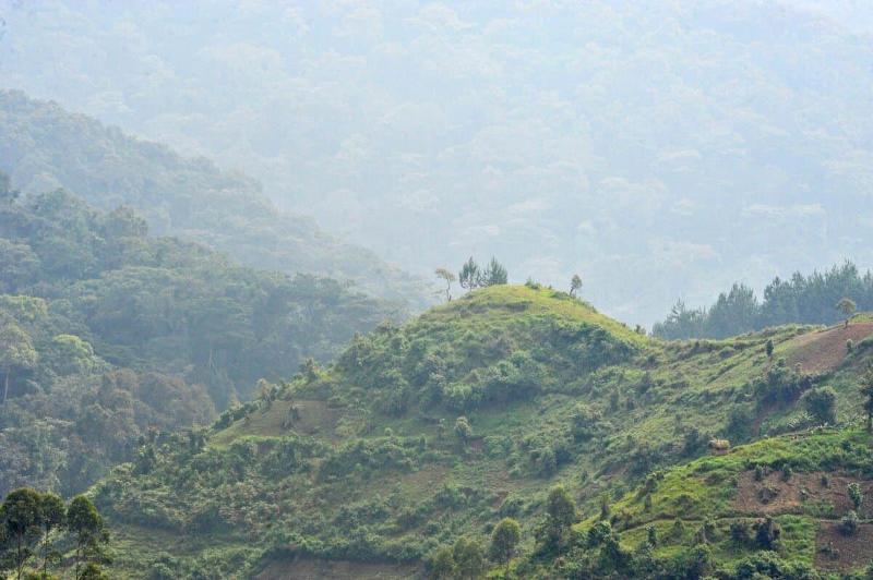 Gorilla Safari Lodge image