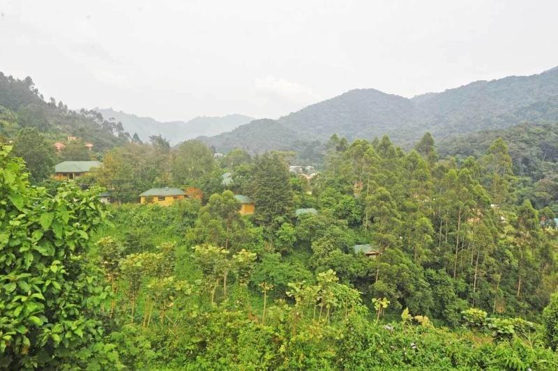 Gorilla Safari Lodge image