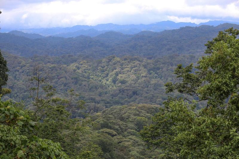 Gorilla Safari Lodge image