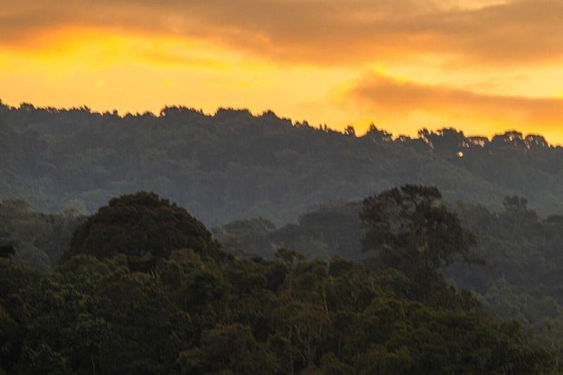 Gorilla Safari Lodge image