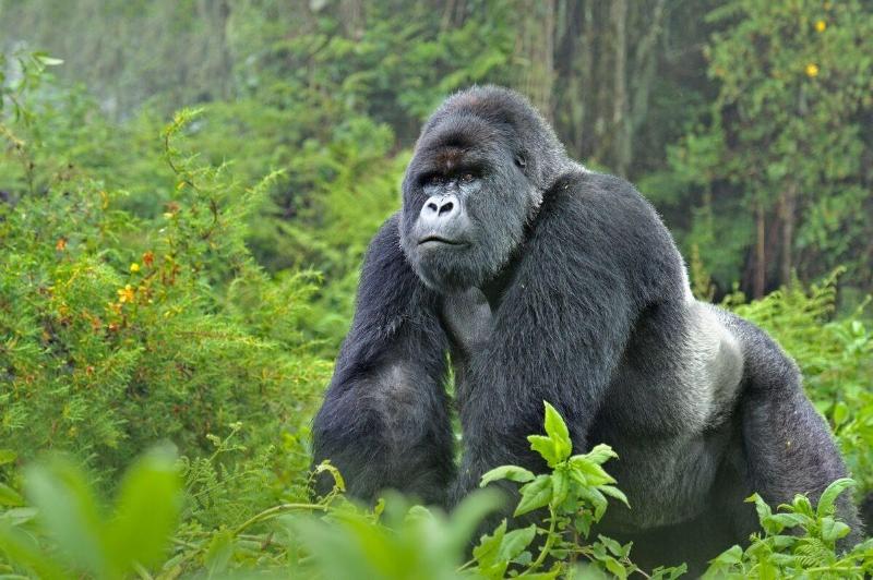 Gorilla Safari Lodge image