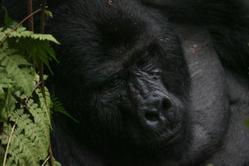 Gorilla Safari Lodge image