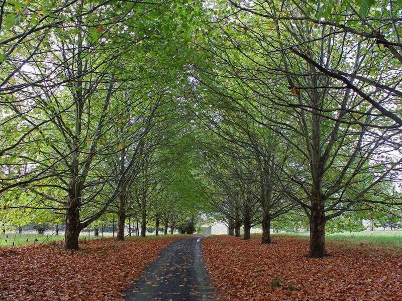 Sycamore Avenue Treehouses