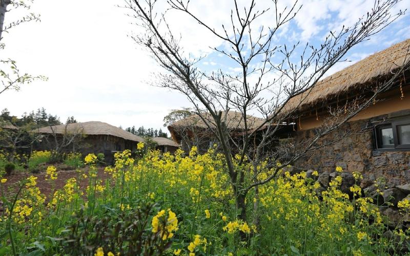 Seogwipo Chogain inn Guest House image