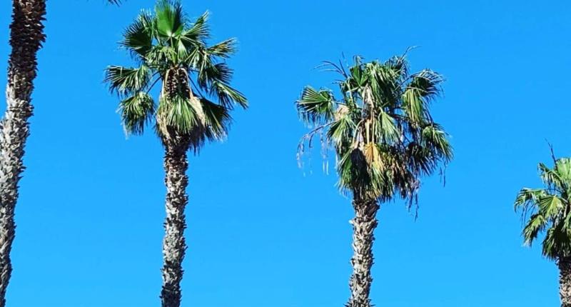 Palm Beach Club Casteldaccia image