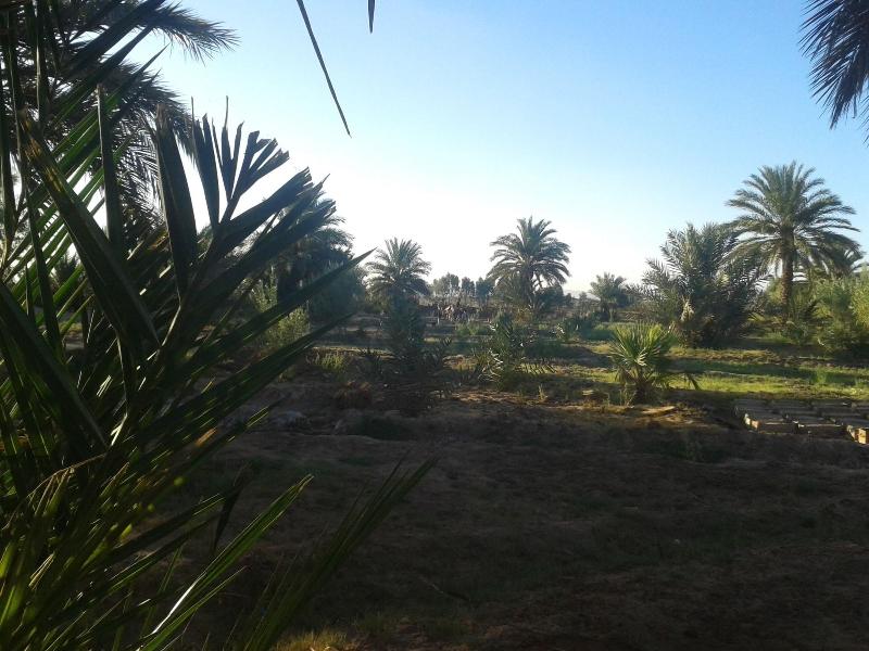 Sahara Source Vie — photo 3