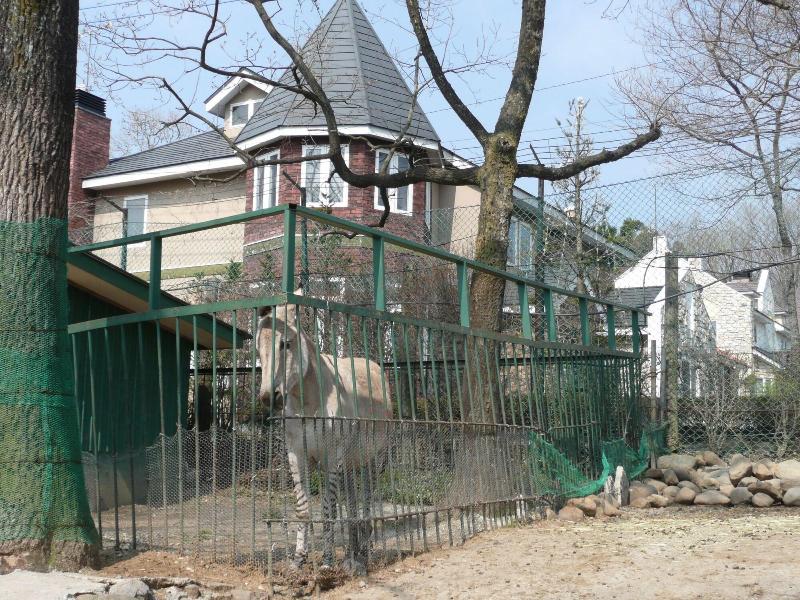 Scotch Court image