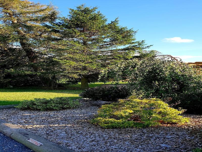 The Vine B & B image