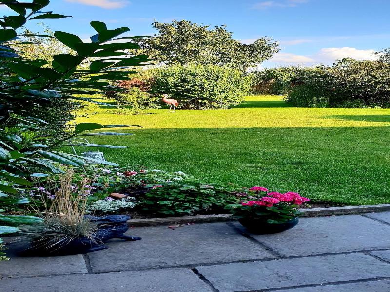 The Vine B & B image