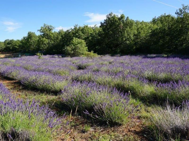 La Buisse image