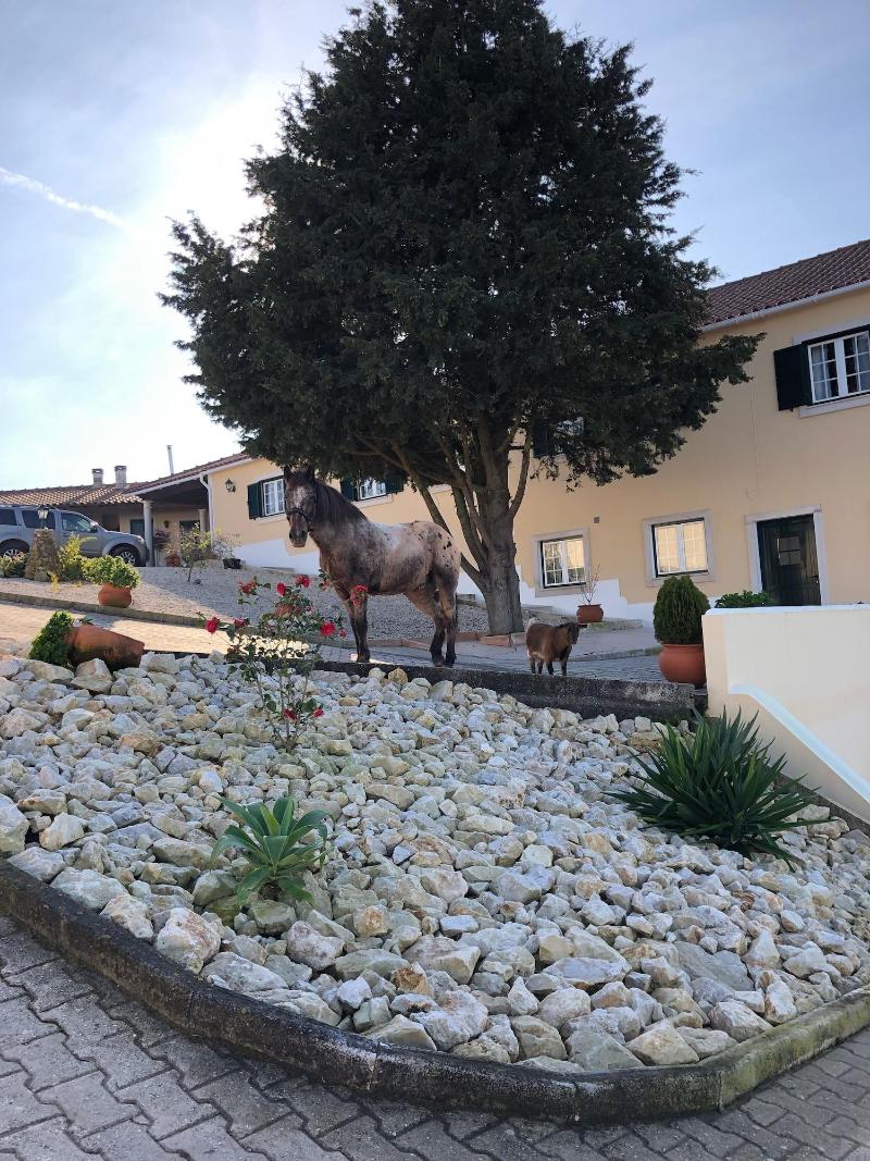 Terra Luso image