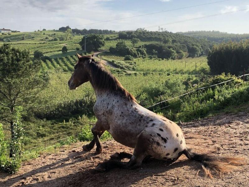 Terra Luso image