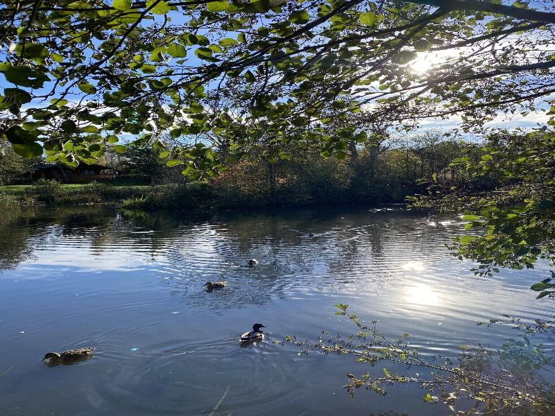 Hazel Oaks image
