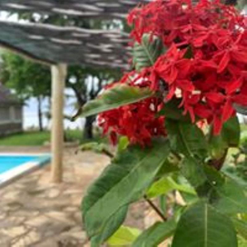The Coconut Beach Boutique Lodge & Spa image