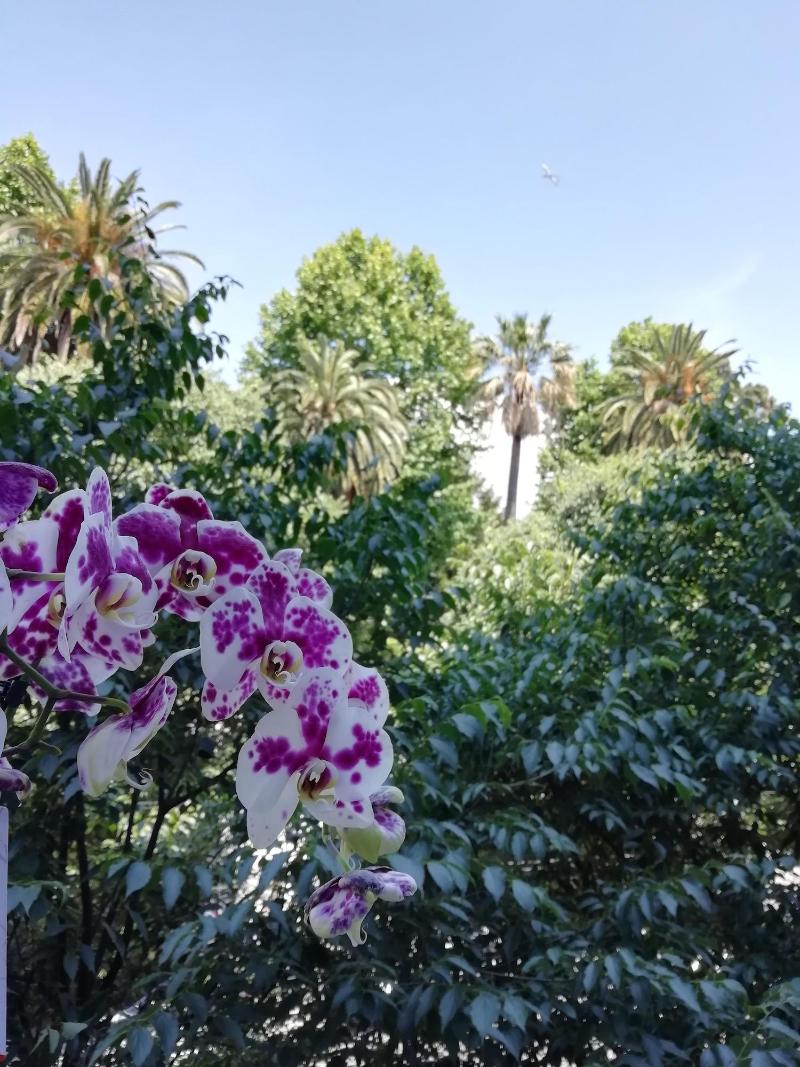 Botanic Charm image
