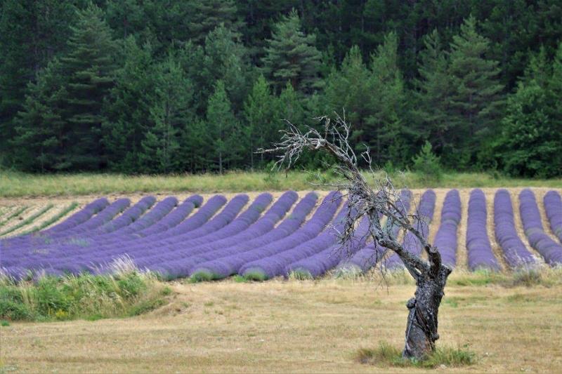 Domaine des Gendalis image