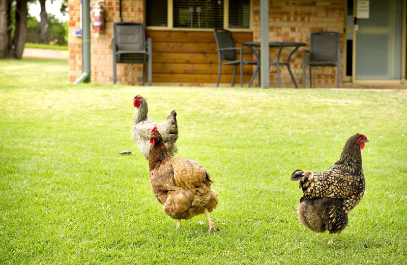 Peppermint Brook Cottages image