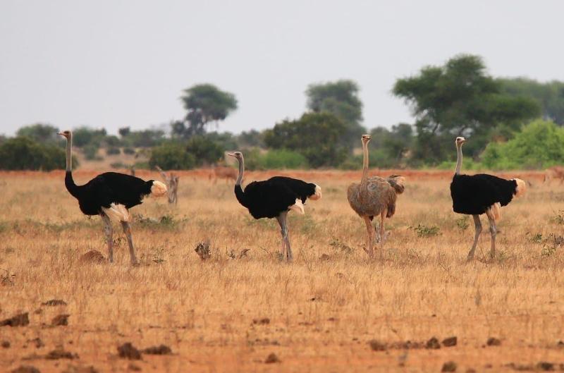 Rafiki Village image