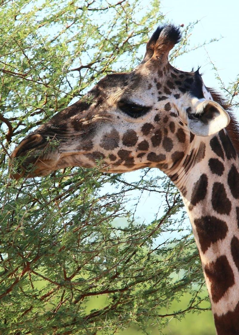 Rafiki Village image