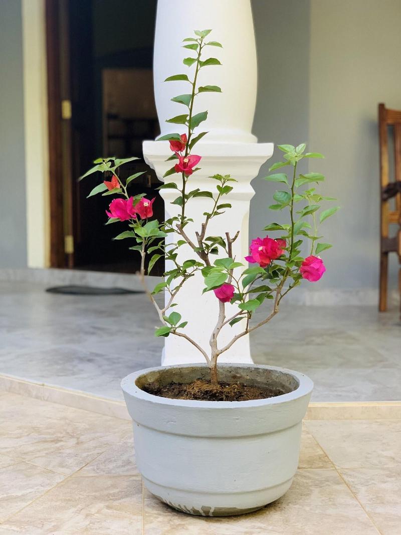 Kandy Eco Paradise — photo 4