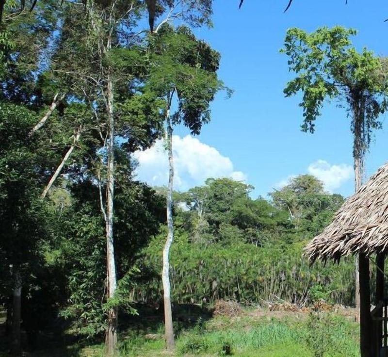 Cumaceba Amazon Lodge image
