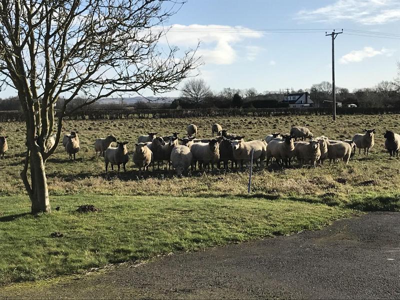 Setcops Farm Holiday Cottages image