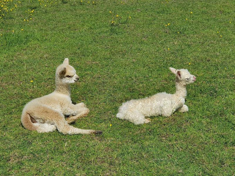 Dartmoor Reach Alpaca Farm image