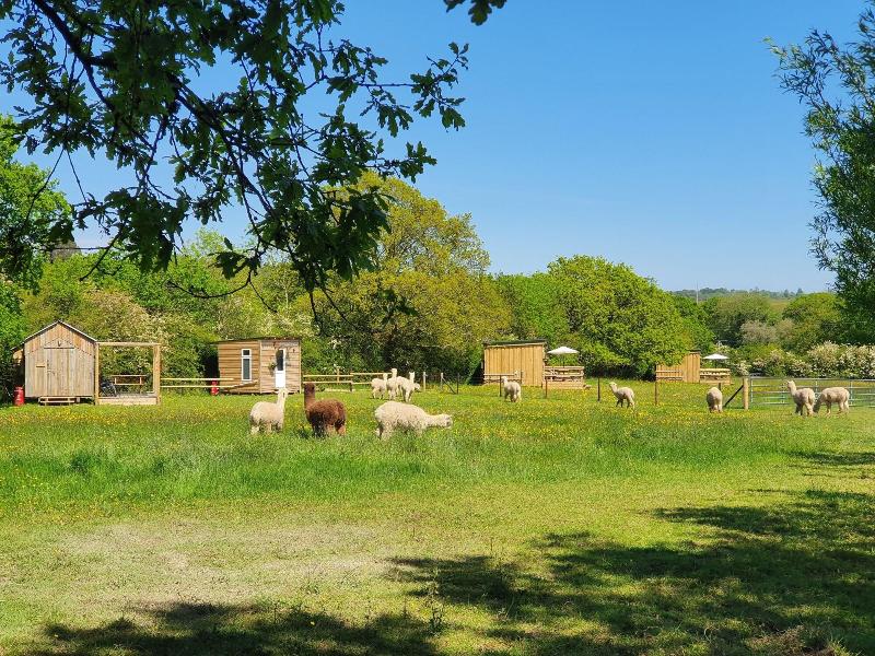 Dartmoor Reach Alpaca Farm image