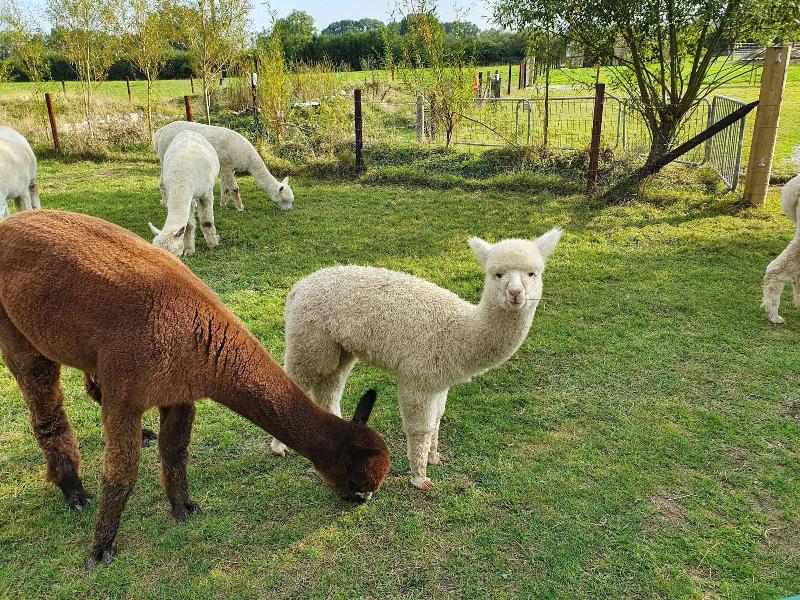 Dartmoor Reach Alpaca Farm image