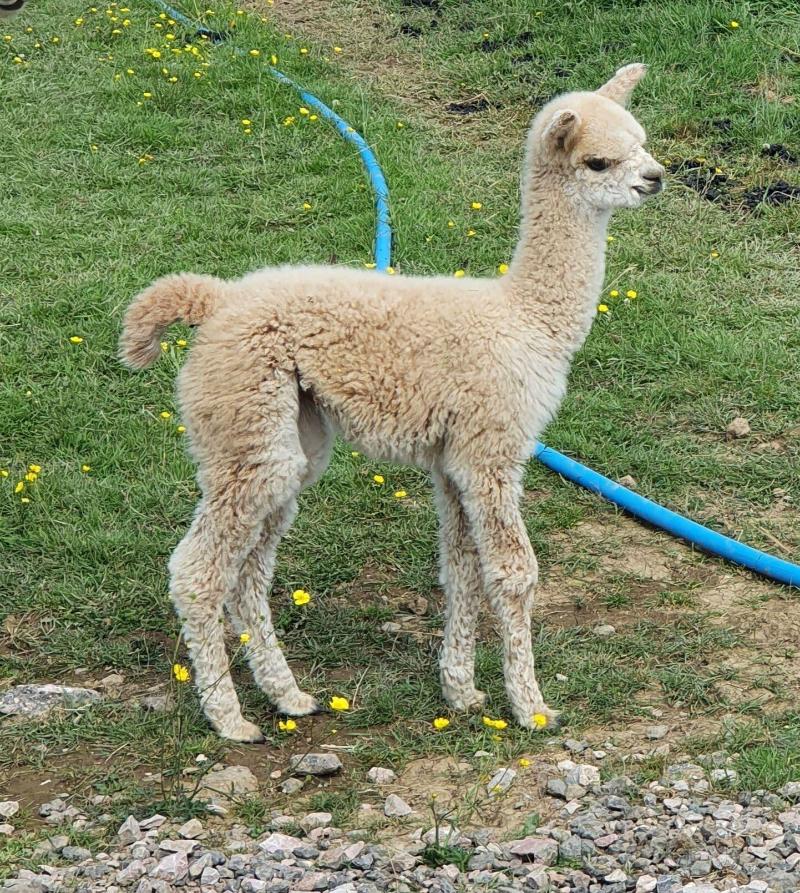 Dartmoor Reach Alpaca Farm image