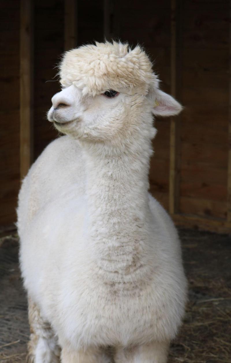 Dartmoor Reach Alpaca Farm image