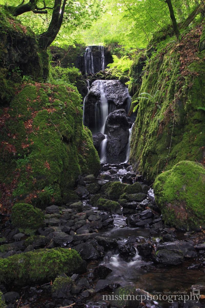 Dartmoor Reach Alpaca Farm image