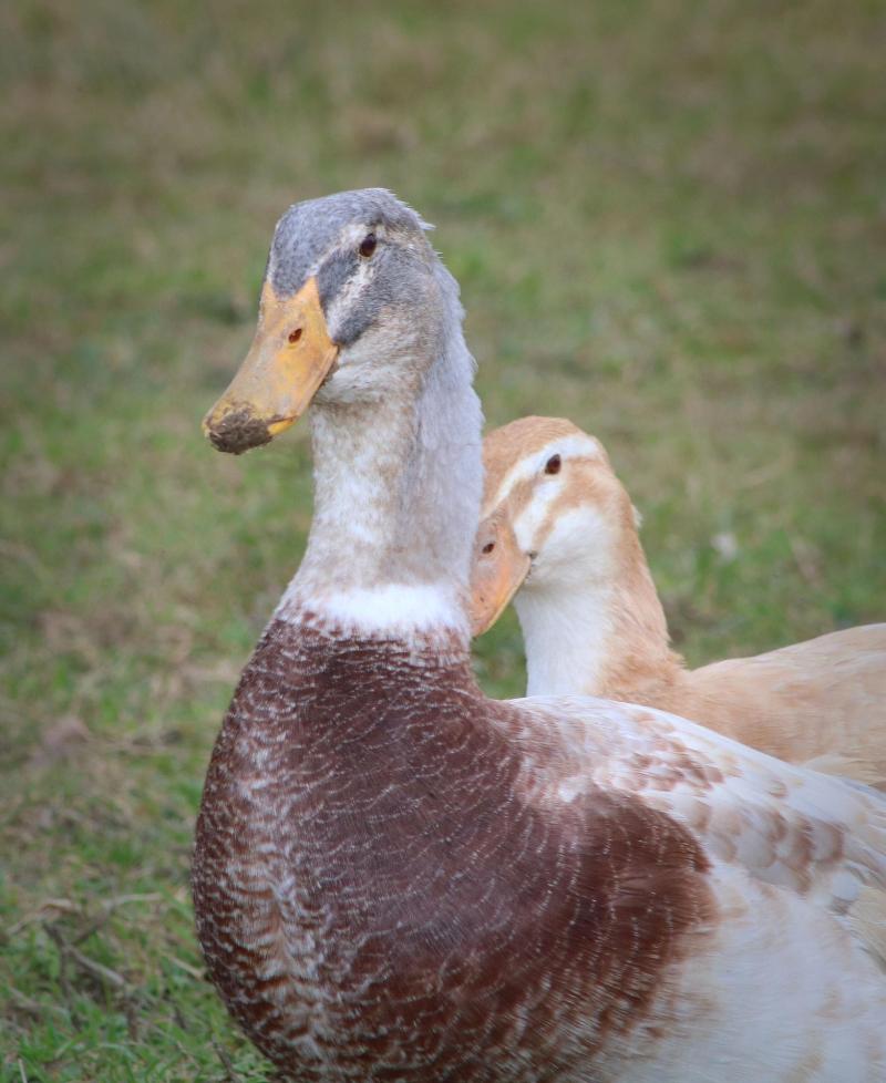 Dartmoor Reach Alpaca Farm image