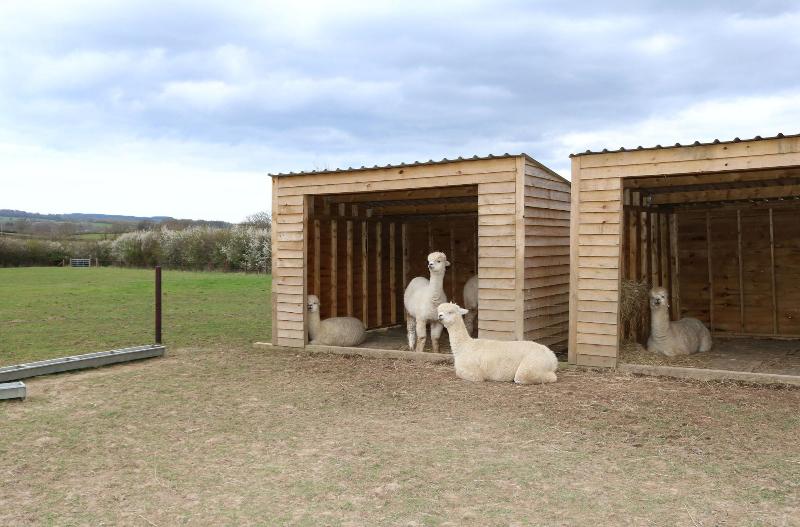 Dartmoor Reach Alpaca Farm image