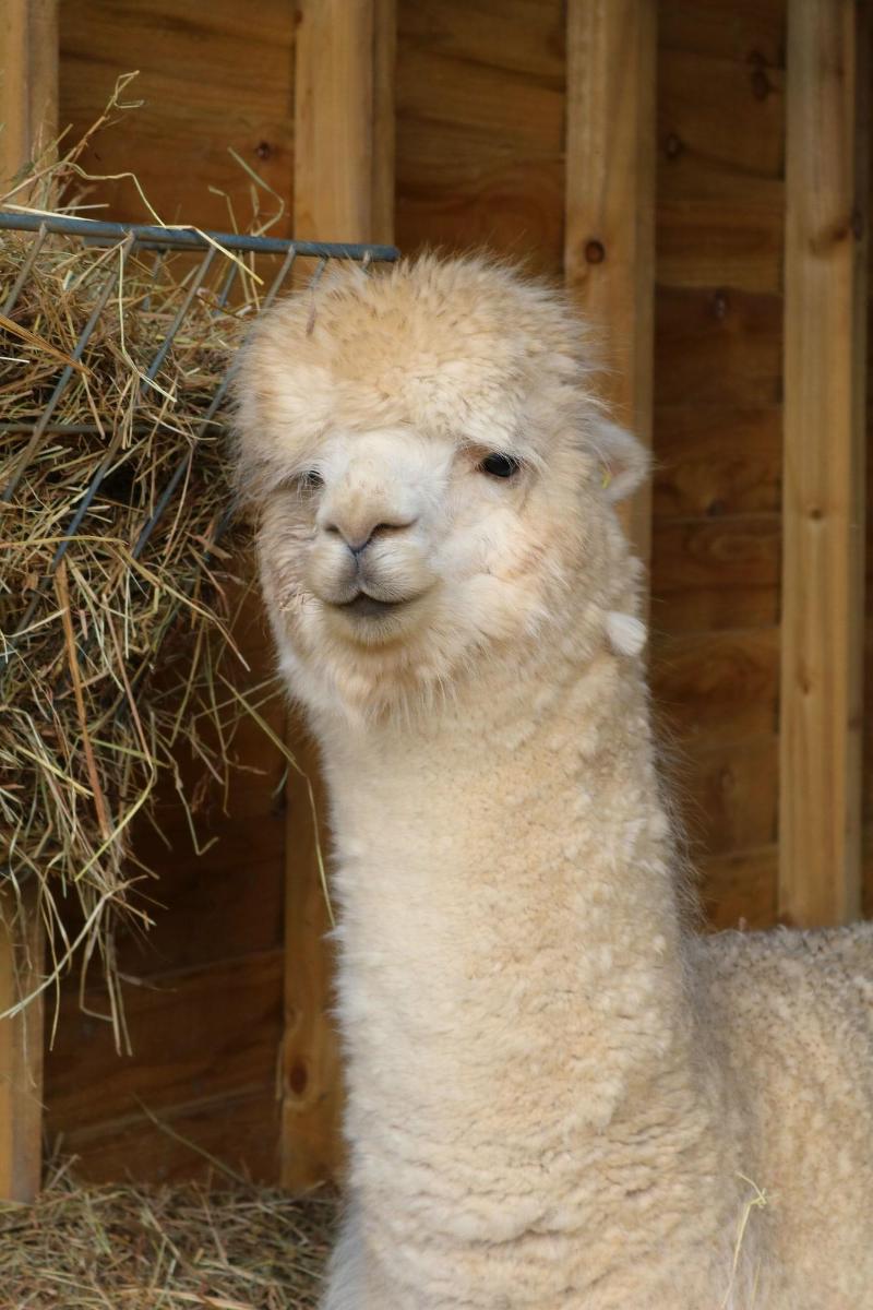 Dartmoor Reach Alpaca Farm image
