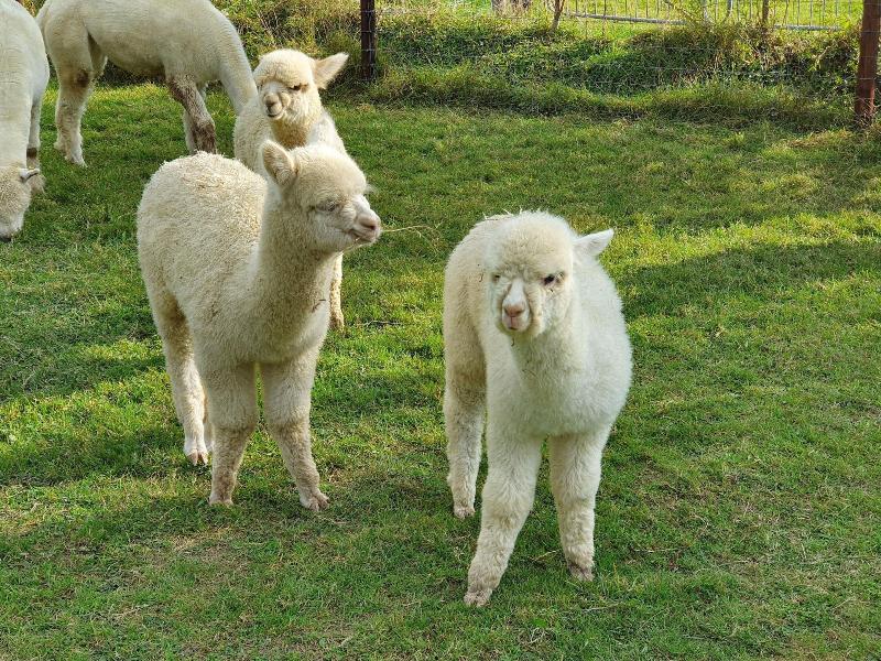 Dartmoor Reach Alpaca Farm image