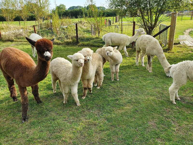 Dartmoor Reach Alpaca Farm image