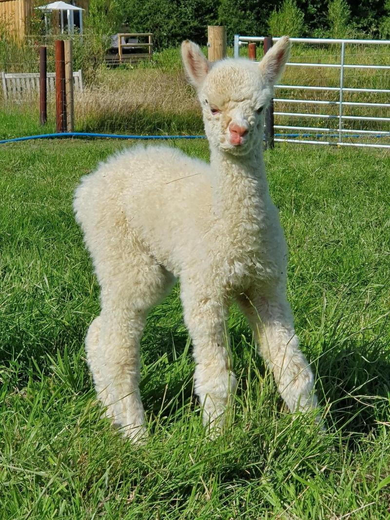Dartmoor Reach Alpaca Farm image