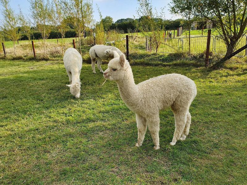 Dartmoor Reach Alpaca Farm image