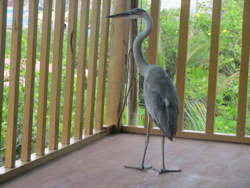 Galapagos Chalet image
