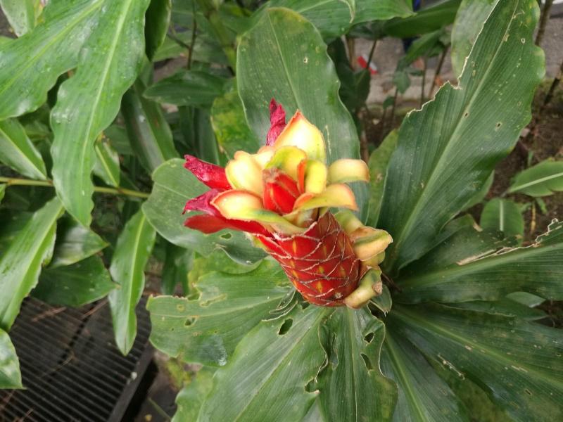 Cabinas Ecogarden Arenal image