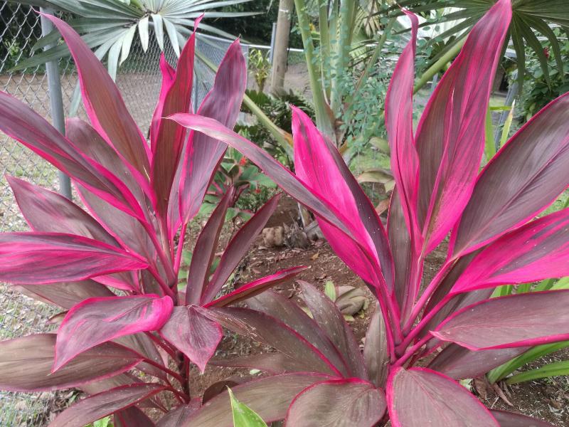 Cabinas Ecogarden Arenal image