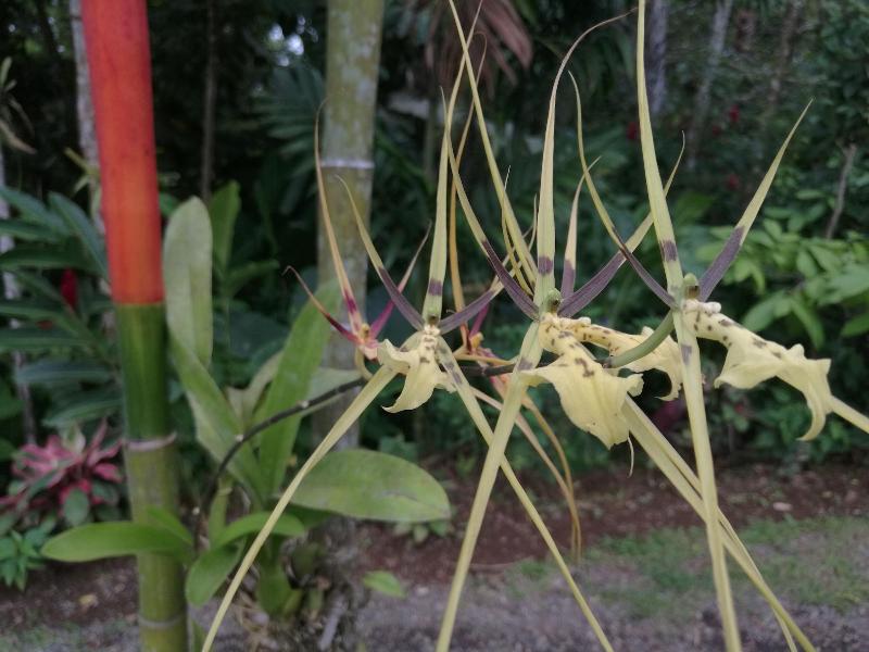 Cabinas Ecogarden Arenal image