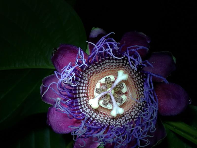 Cabinas Ecogarden Arenal image