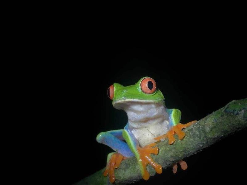 Cabinas Ecogarden Arenal image